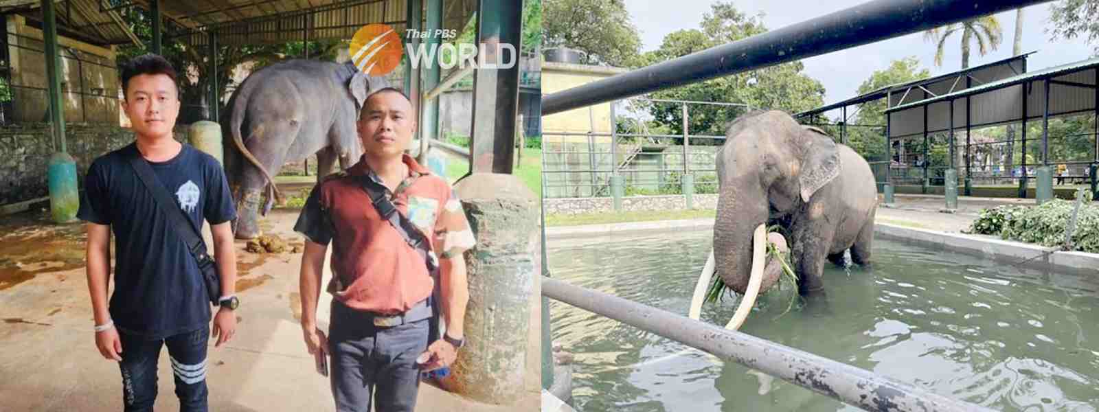 First Thai mahout encounter with sick elephant in Sri Lanka goes well